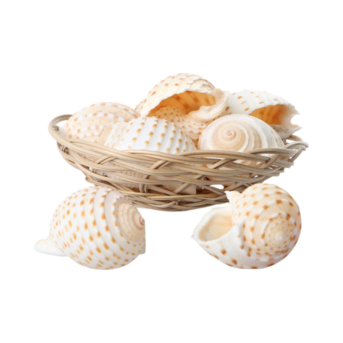 Muschelkorb Tonna Shells 15cm