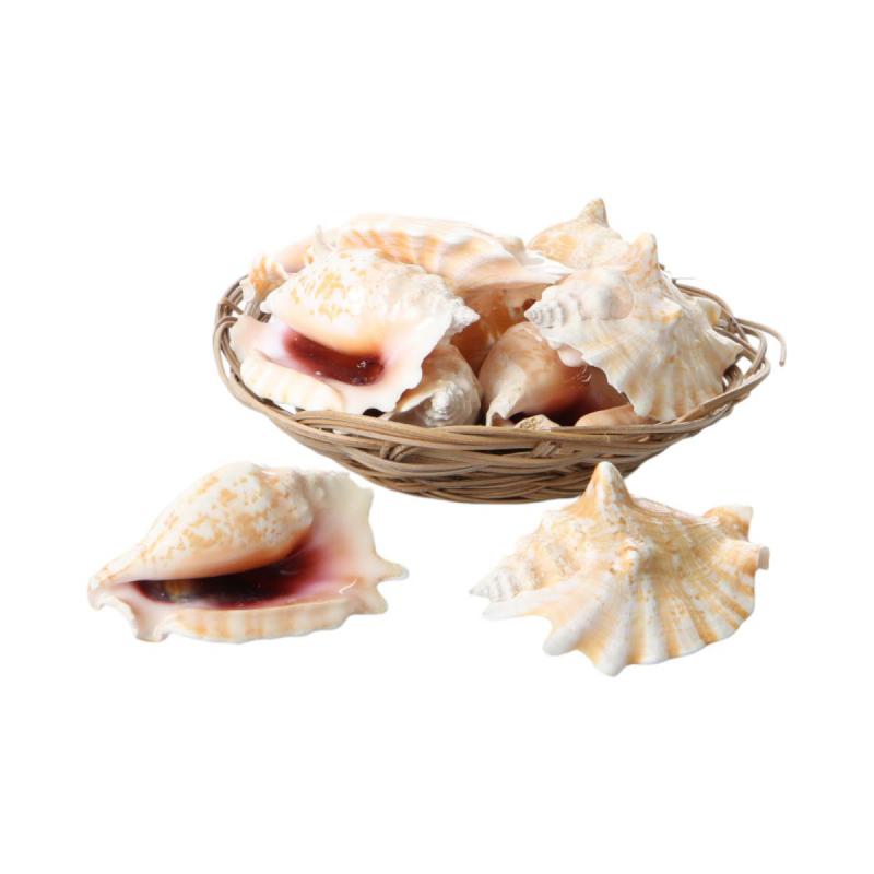 Muschelkorb Strombus Sinuatus 15cm