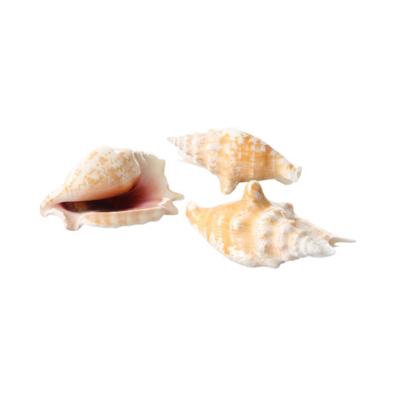Muschelkorb Strombus Sinuatus 15cm