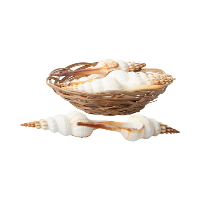 Muschelkorb Fusinus Colus 15cm