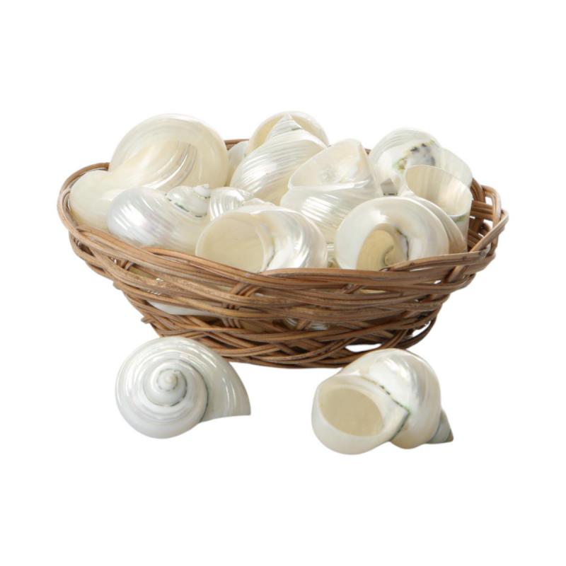 Muschelkorb Turbo Polished small 15cm