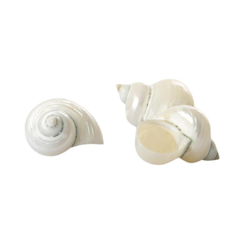 Muschelkorb Turbo Polished small 15cm