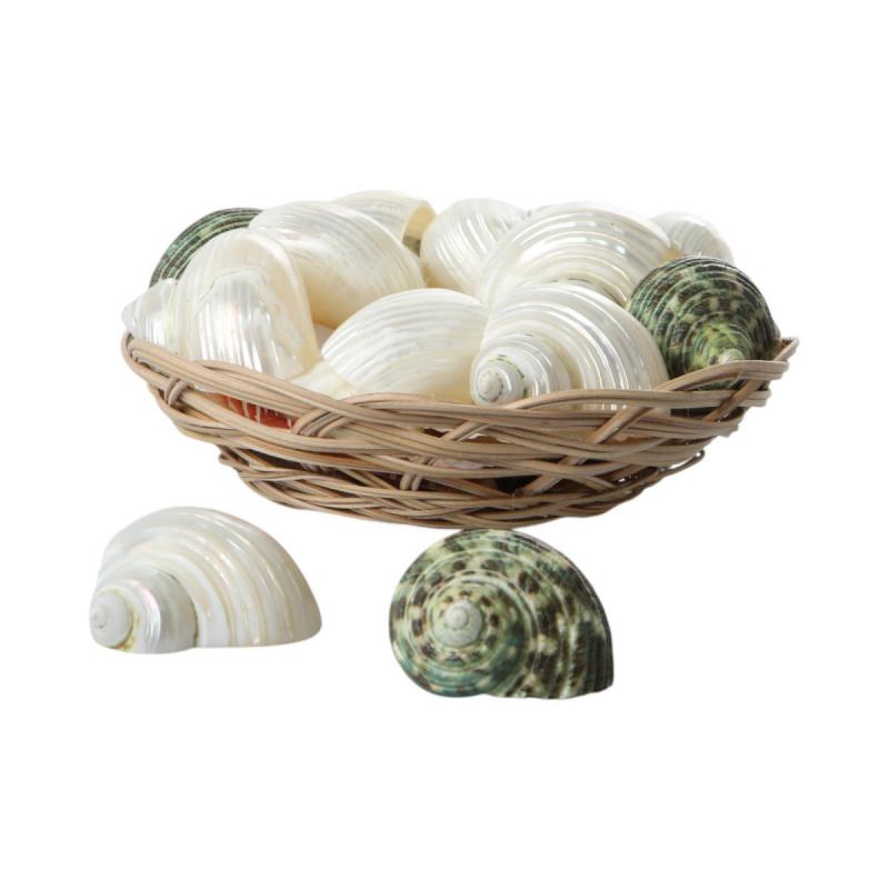 Muschelkorb Turbo Polished & natur 15cm