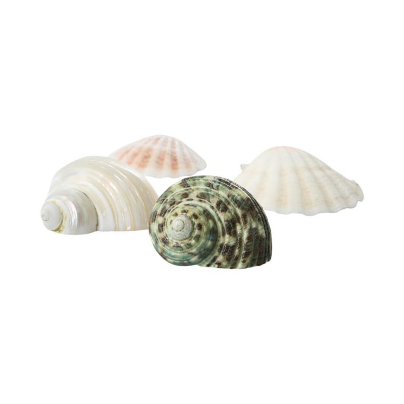 Muschelkorb Turbo Polished & natur 15cm