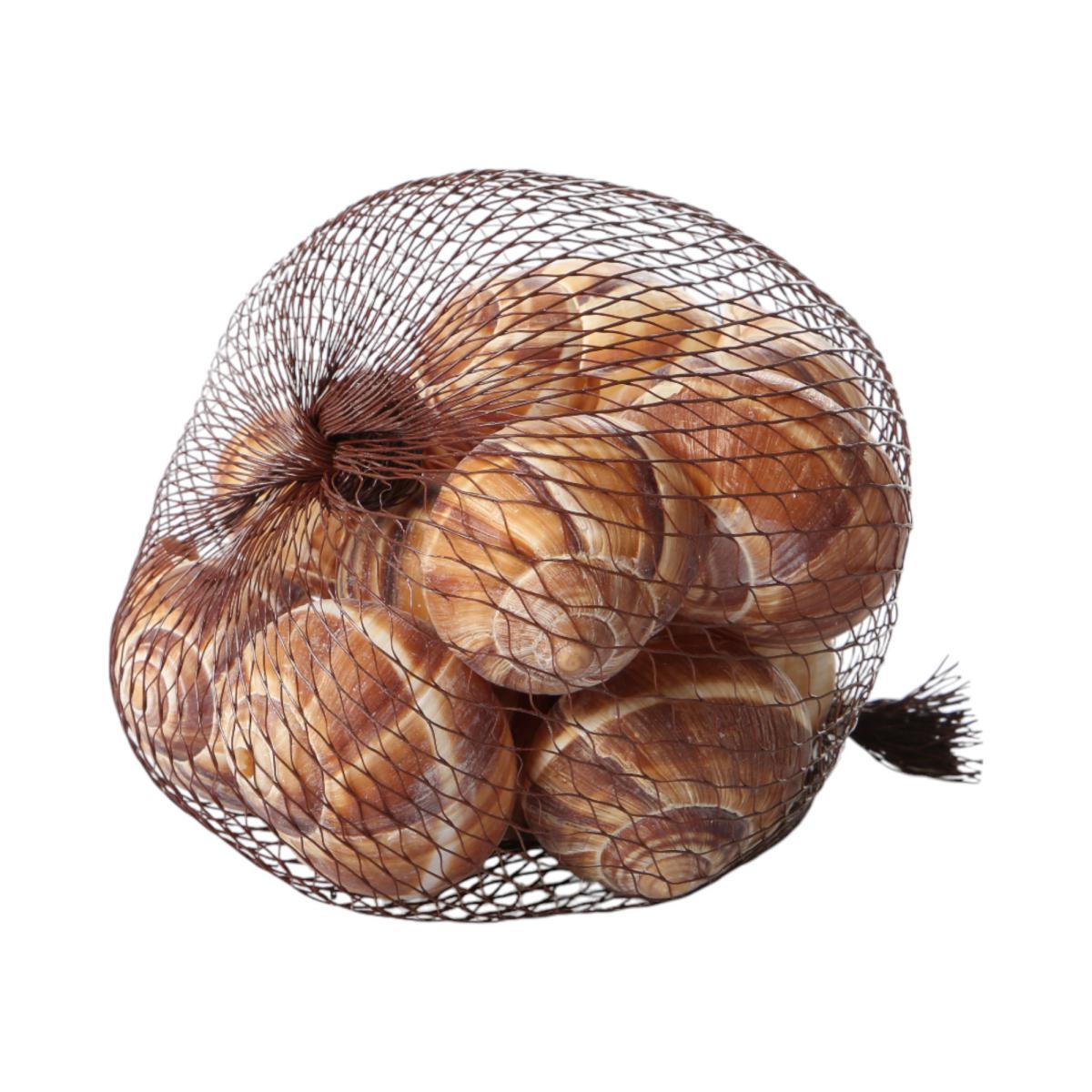 Schnecke gro&szlig;