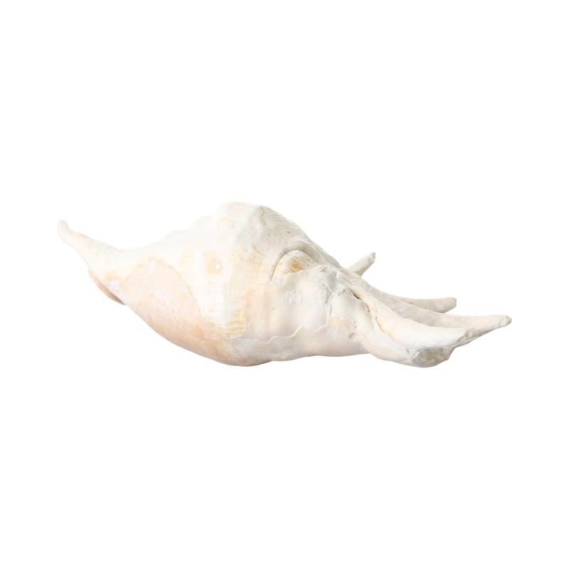 Muschel Lambis Tronchata ca.26cm