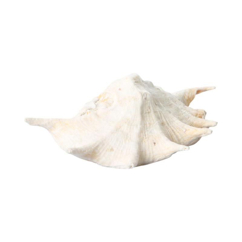 Muschel Lambis Tronchata ca.26cm