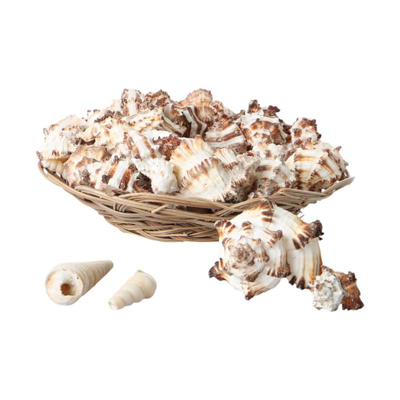 Muschelkorb Murex Indivia 20cm