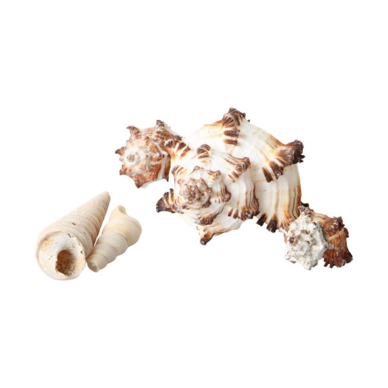 Muschelkorb Murex Indivia 20cm