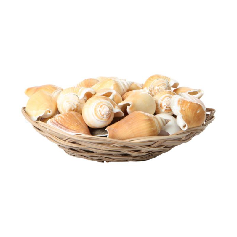 Muschelkorb Canarium 20cm