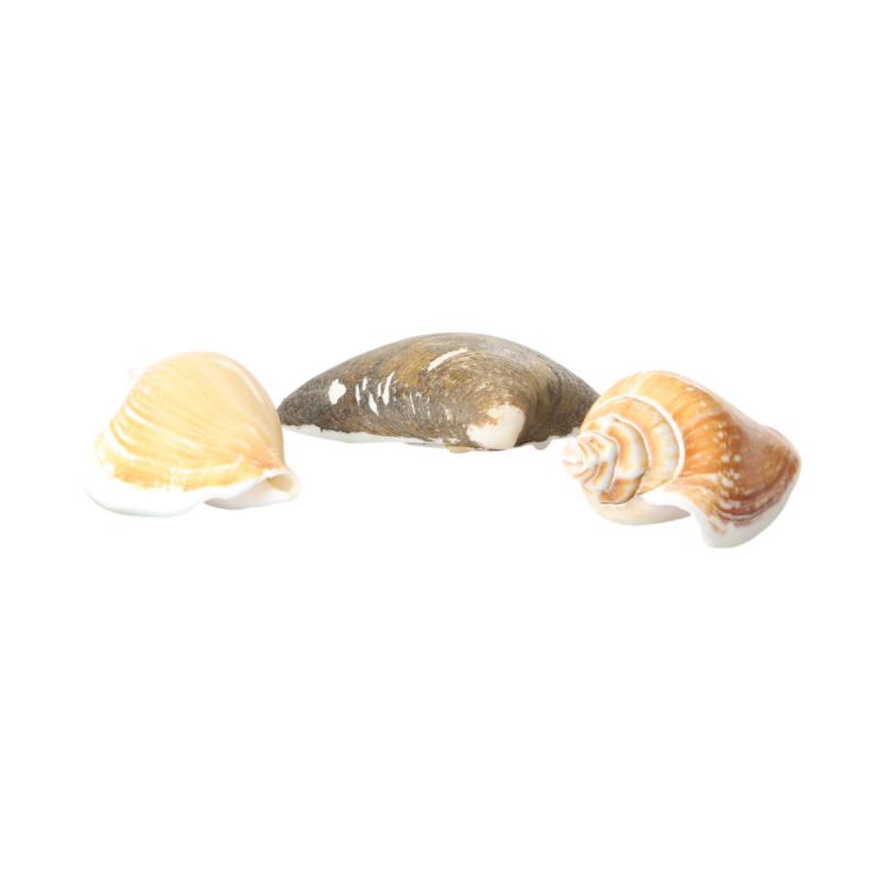 Muschelkorb Canarium 20cm