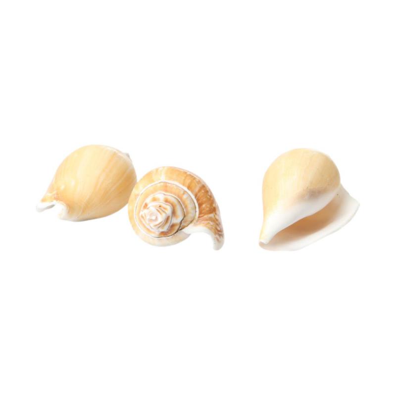 Muschelkorb Canarium 20cm