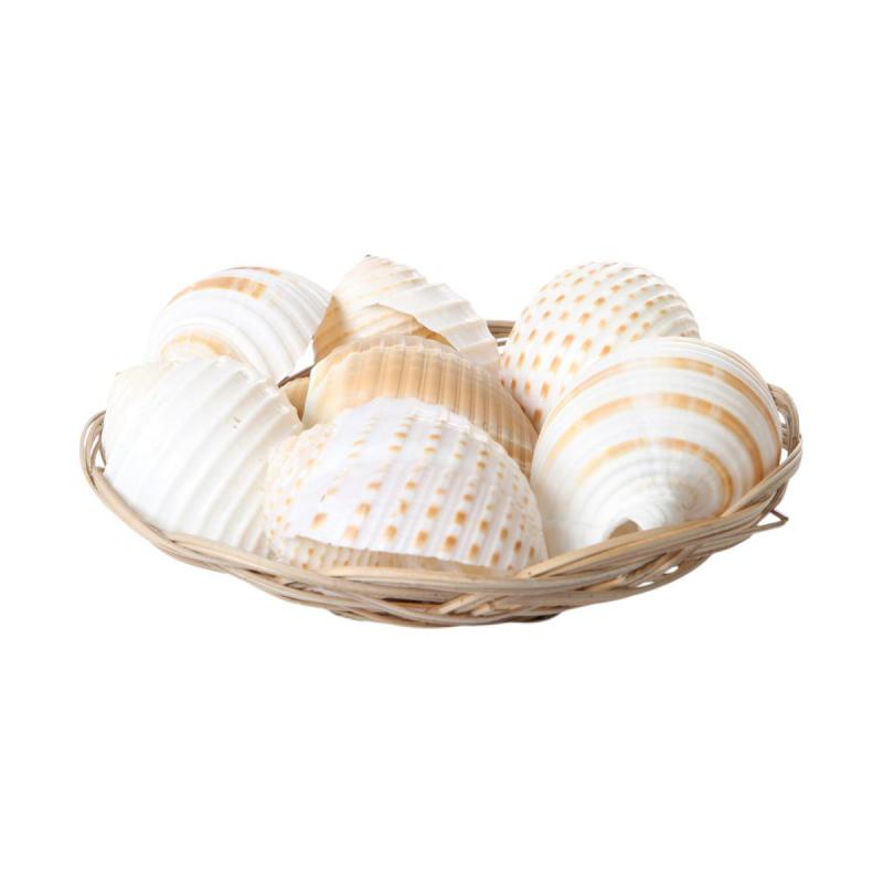 Muschelkorb sortiert Tonna 20cm