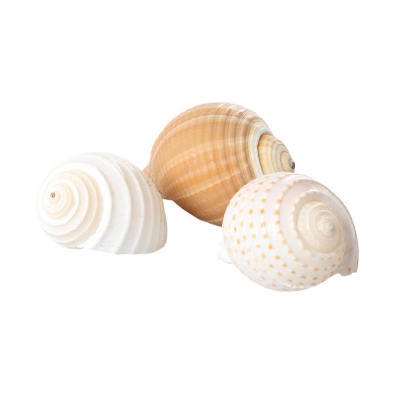 Muschelkorb sortiert Tonna 20cm