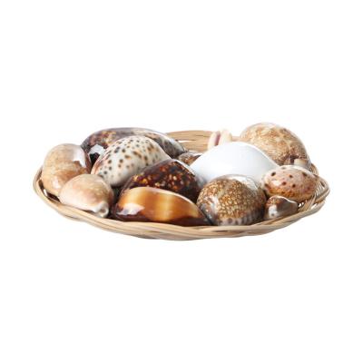 Muschelkorb sortiert Cowries 20cm