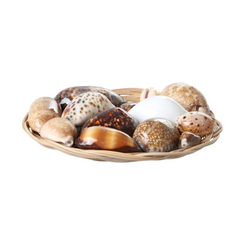 Muschelkorb sortiert Cowries 20cm