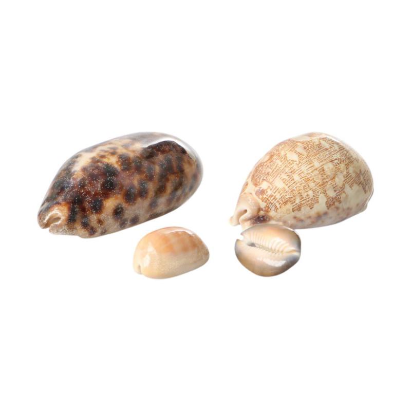 Muschelkorb sortiert Cowries 20cm