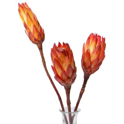 Protea Repens rot