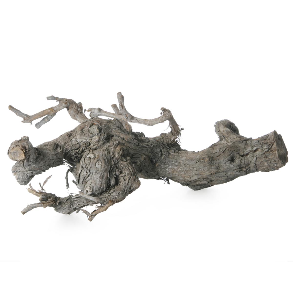 Weinrebe white washed 30-35cm