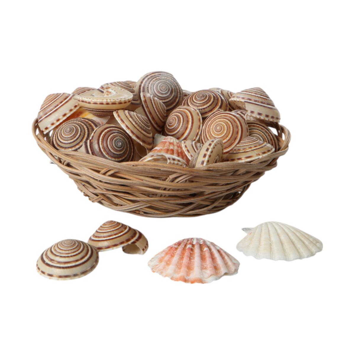 Muschelkorb Sundial Shell 15cm
