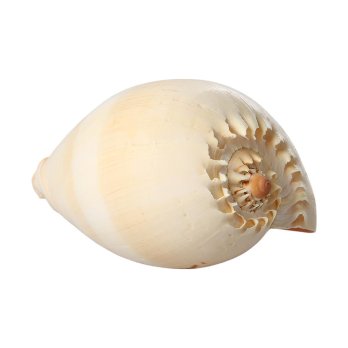 Muschel Melon 20cm