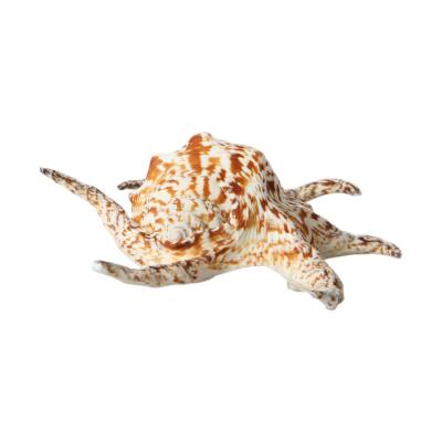 Muschel Lambis Chiragra