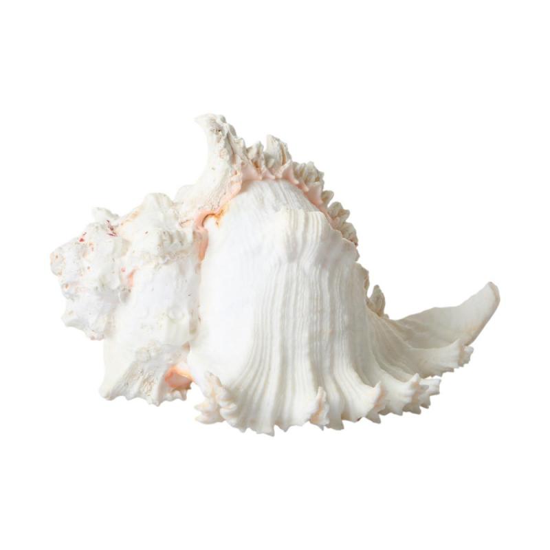 Muschel Murex Ramusus 20-24cm