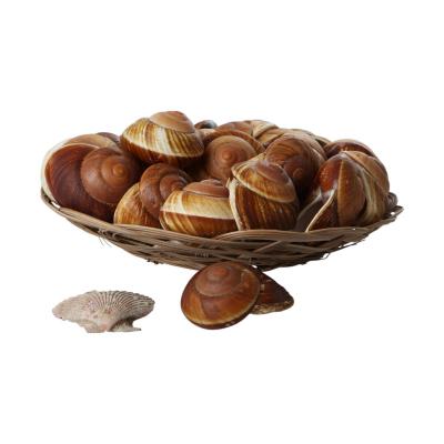 Muschelkorb Ryssota Lamarkckiana 30cm