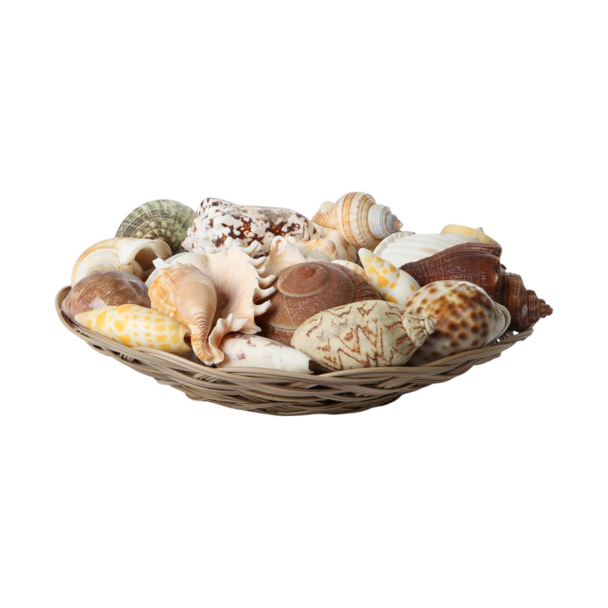 Muschelkorb sortiert 25cm