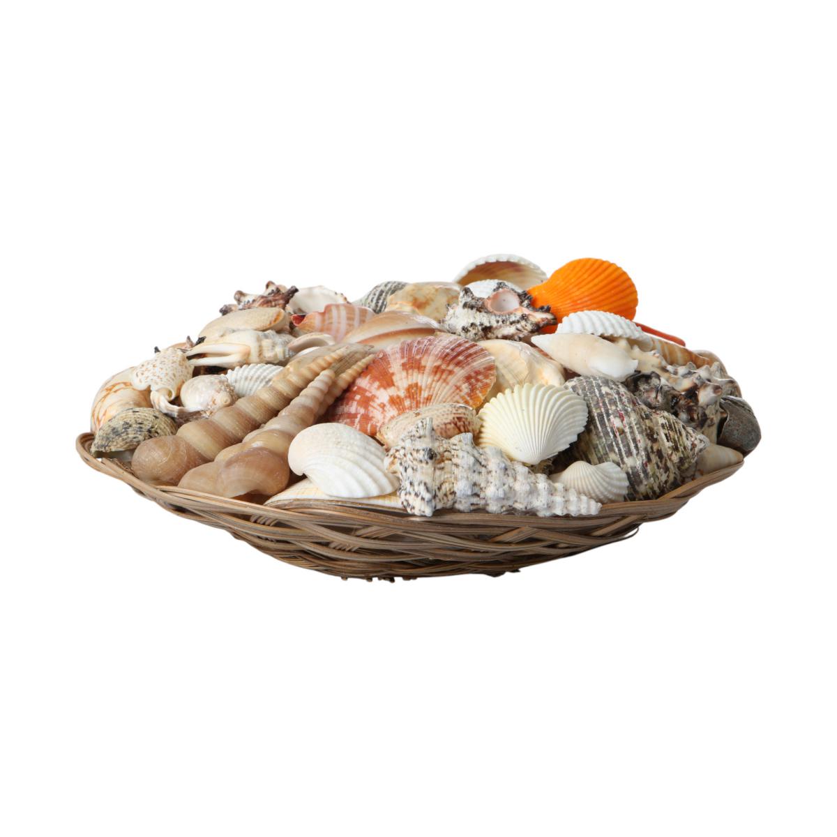 Muschelkorb sortiert simple 25cm