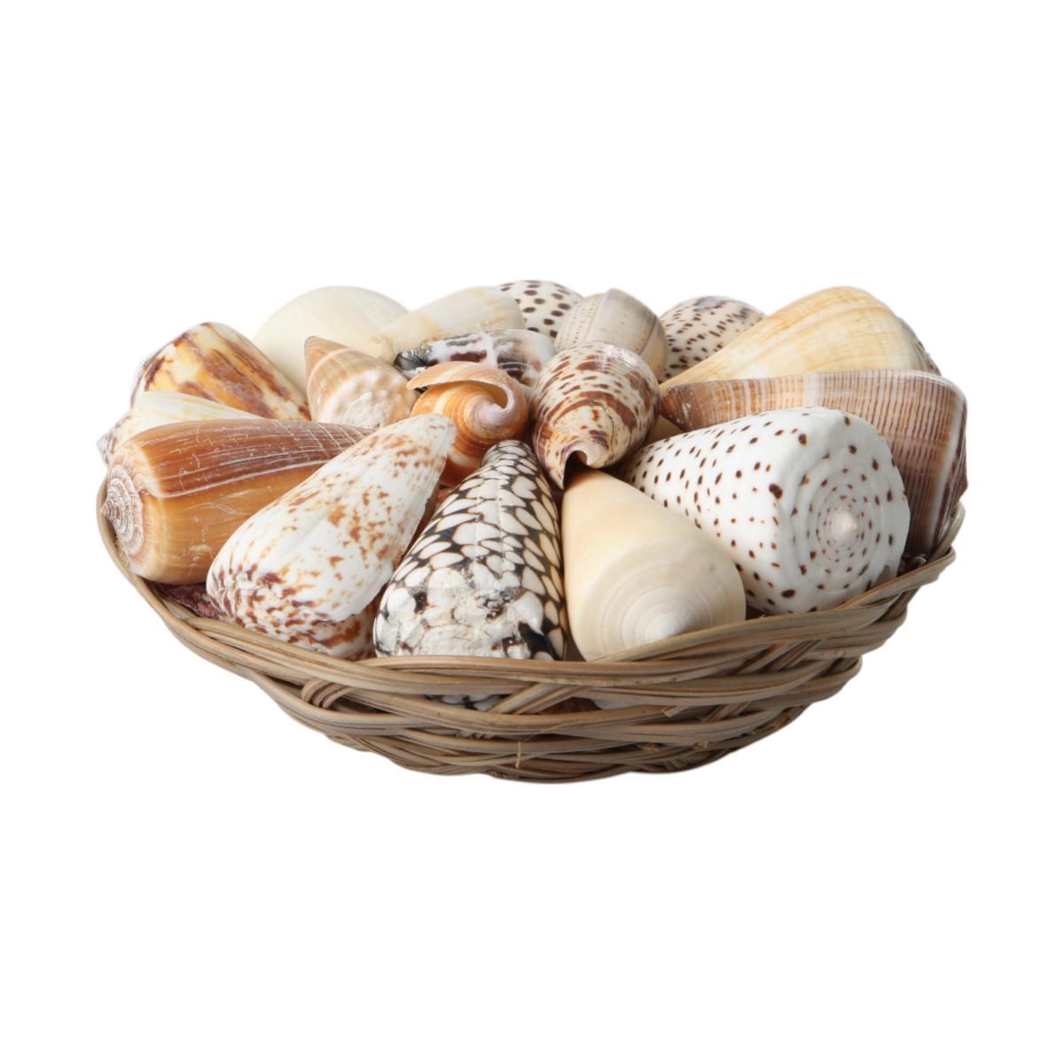 Muschelkorb sortiert Conus 20cm