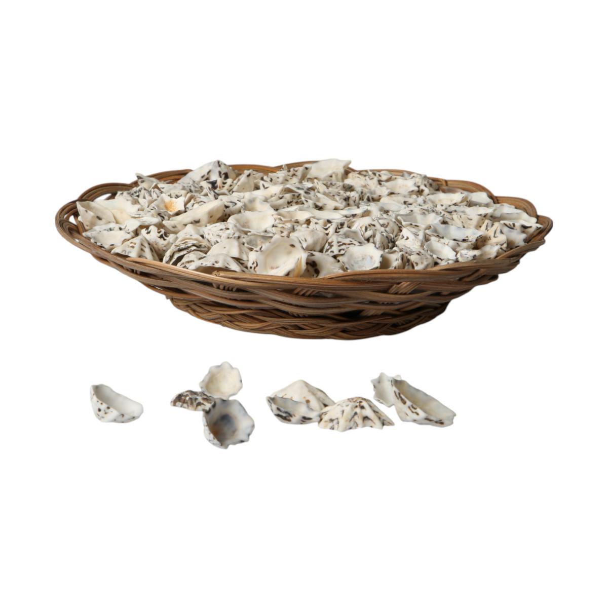 Muschelkorb Starlimpet 20cm