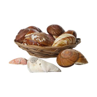 Muschelkorb Ensaymada 20cm
