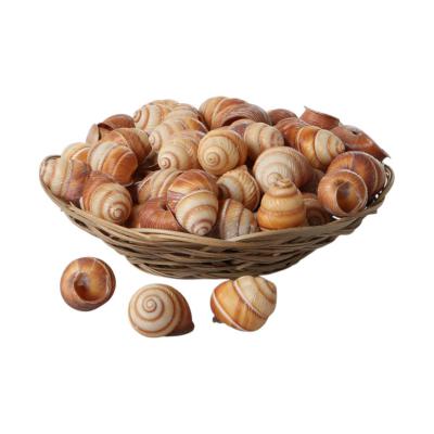 Muschelkorb Schnecke braun 20cm