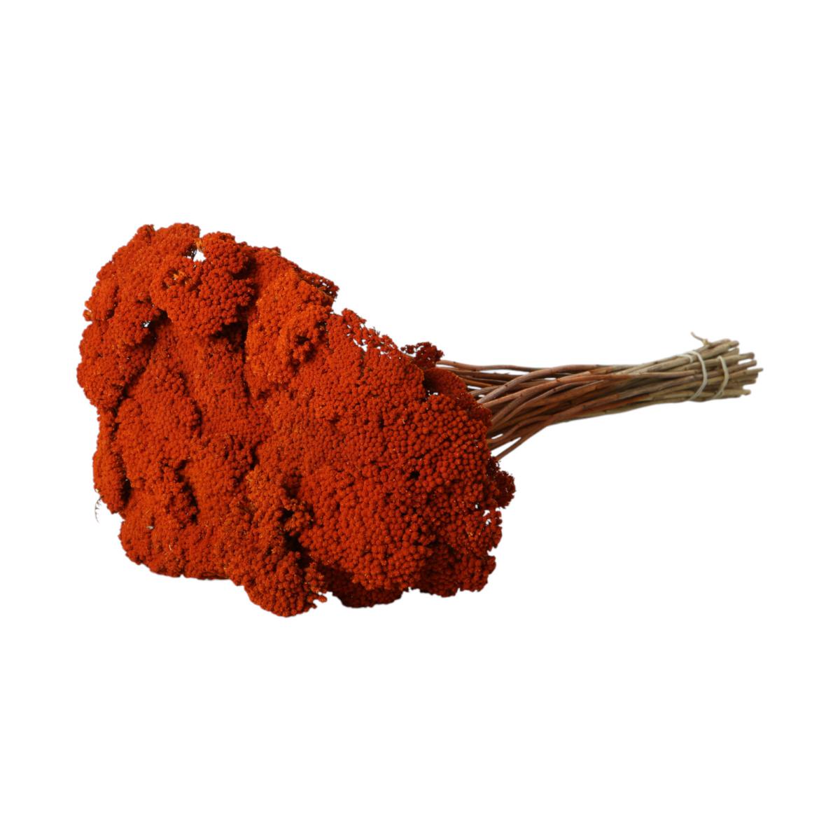 Achillea farbig orange