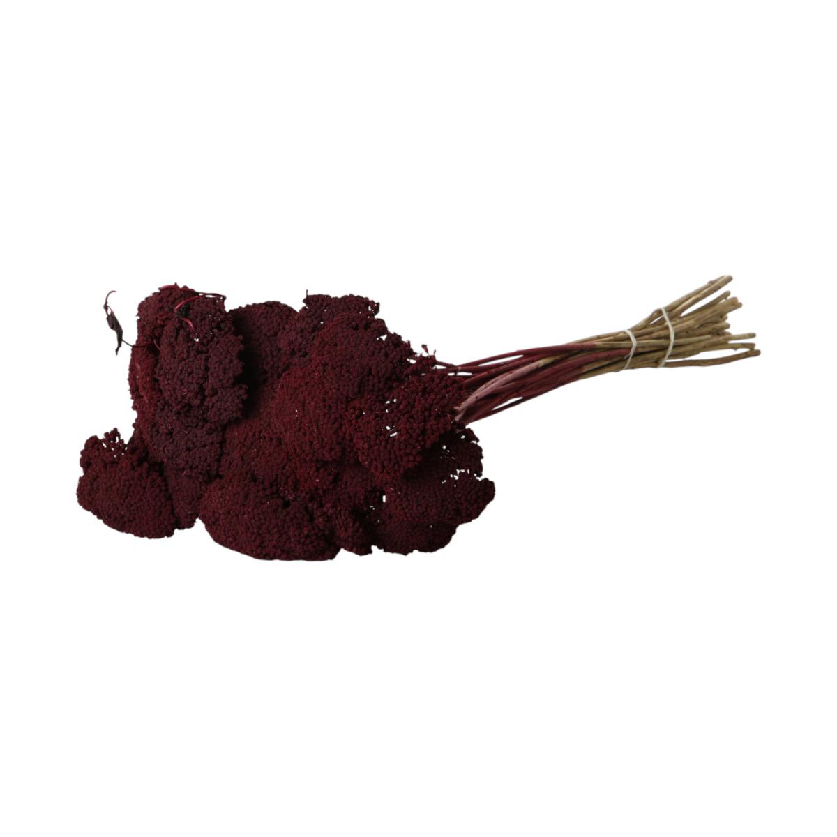 Achillea farbig bordeaux