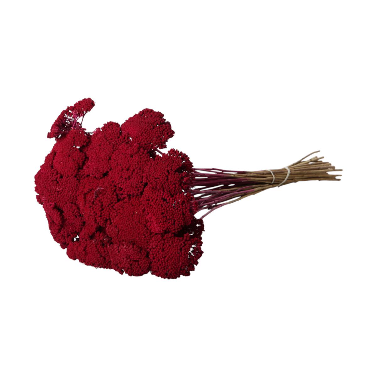 Achillea farbig strawberry