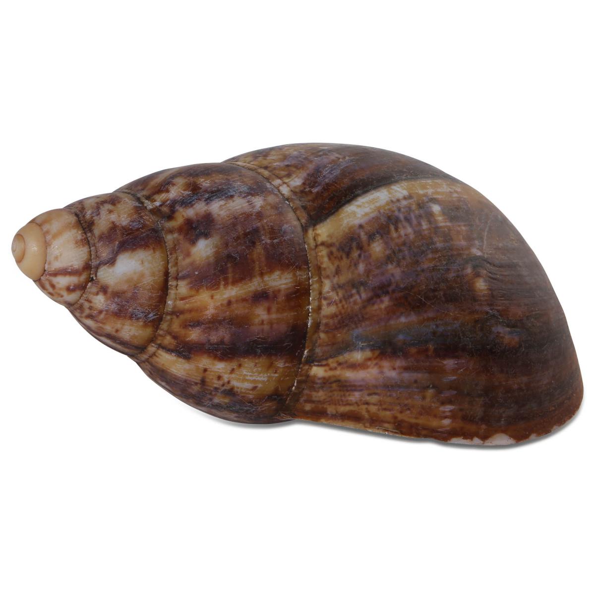 Achatschnecke natur