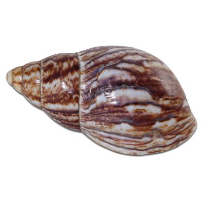 Achatschnecke poliert
