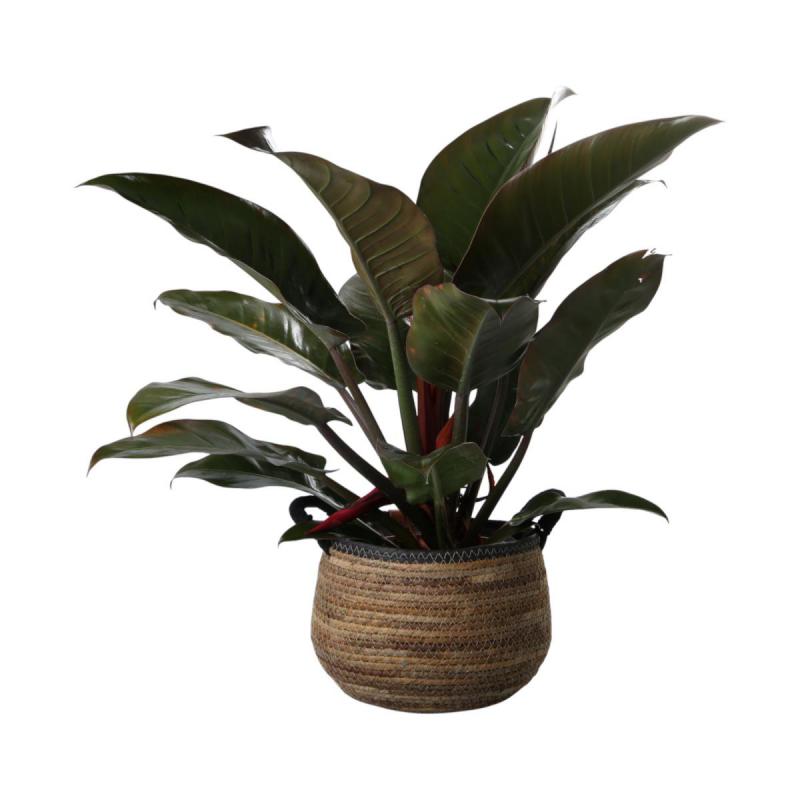 Strohkorb mit grünen Rand und Henkel