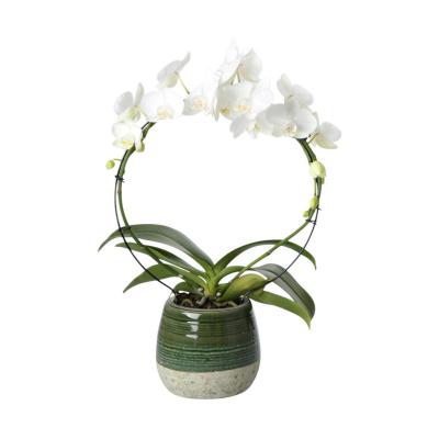 Übertopf halbglasiert grün für 11er