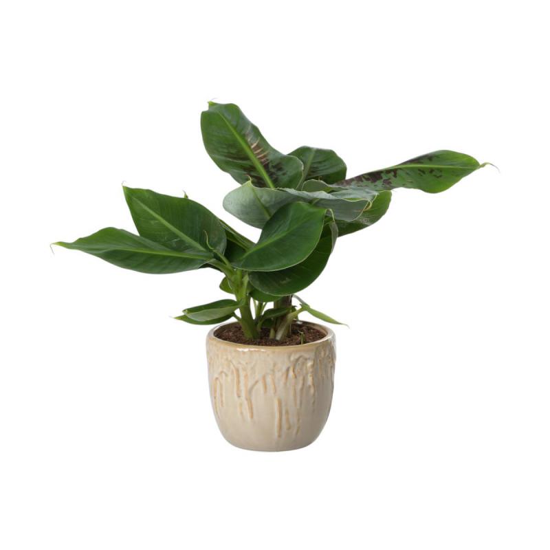 Übertopf creme für 12er