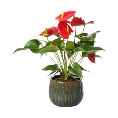 Übertopf glasiert grün/orange für 13er