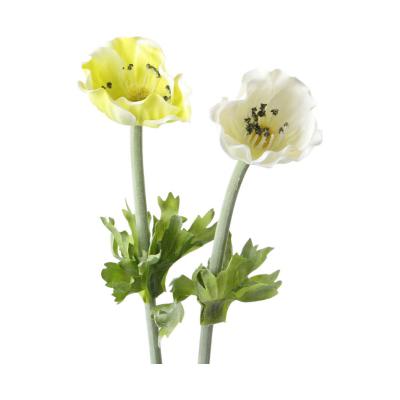Herbstanemone-Einstieler Farbmix