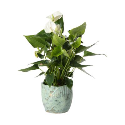 Übertopf glasiert für 13er blaugrün