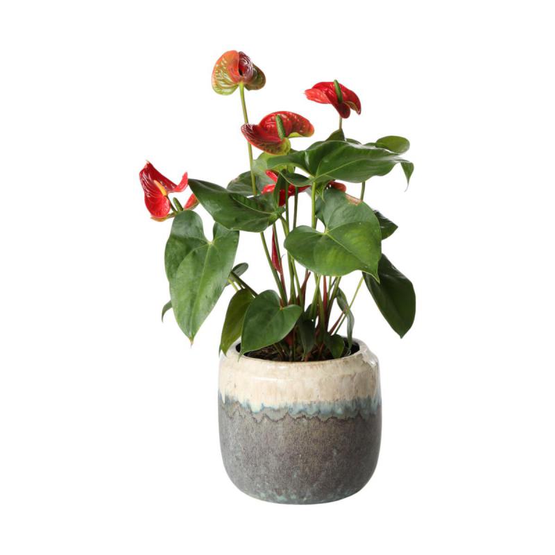 Topf glasiert für 16er farbverlauf