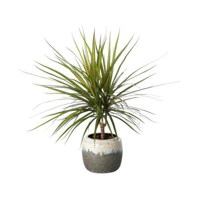 Topf glasiert für 11,5er farbverlauf