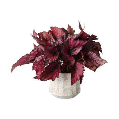 Topf mit sprenkelglasur für 12er weiß