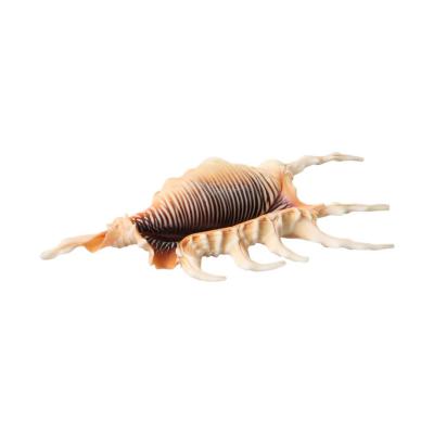 Muschel Scorpio ca.12cm