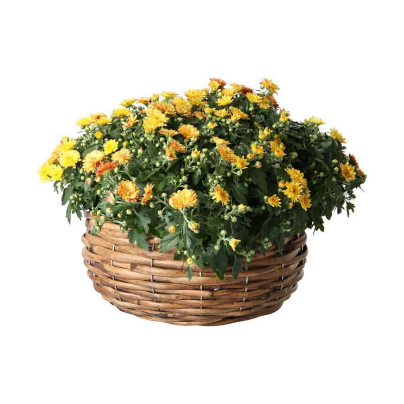 Pflanzschale bauchig